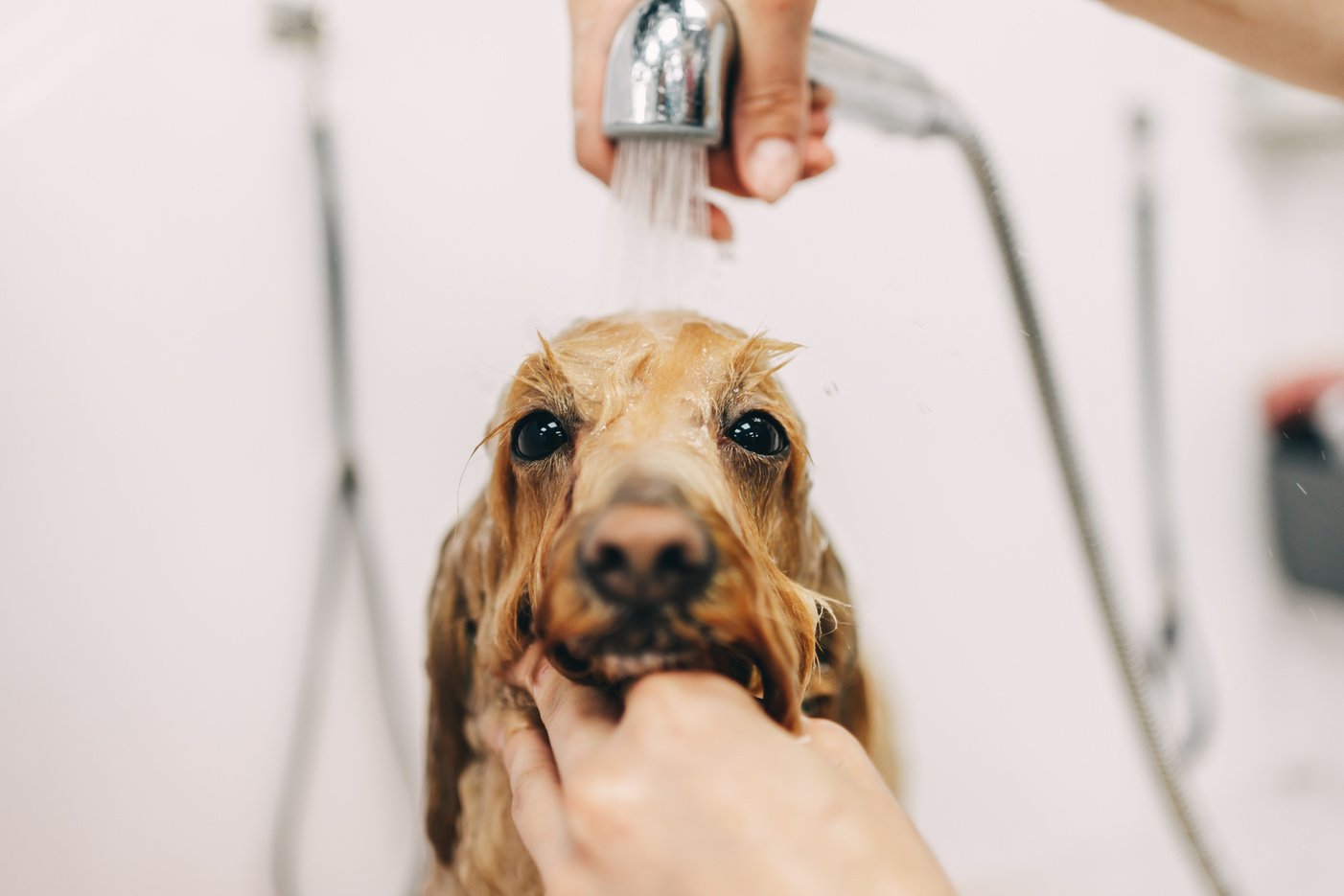 The dog bathes in the bathroom.