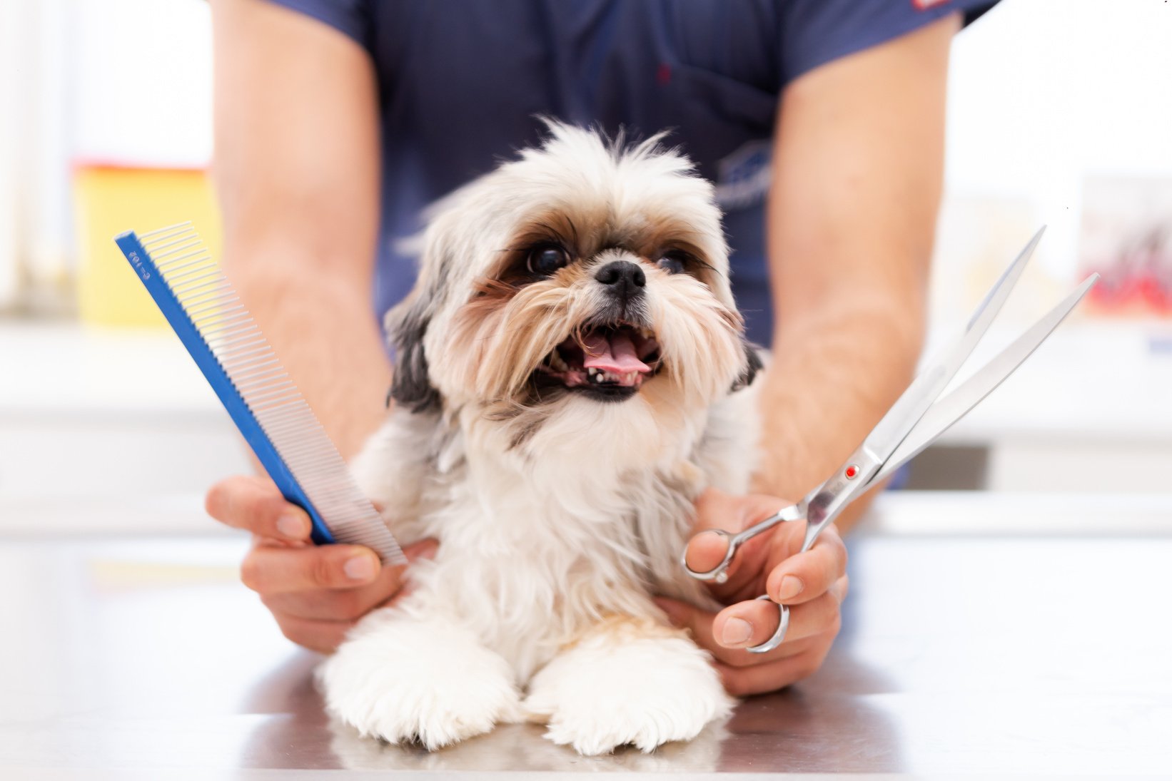 Pet groomer with scissors makes grooming dog