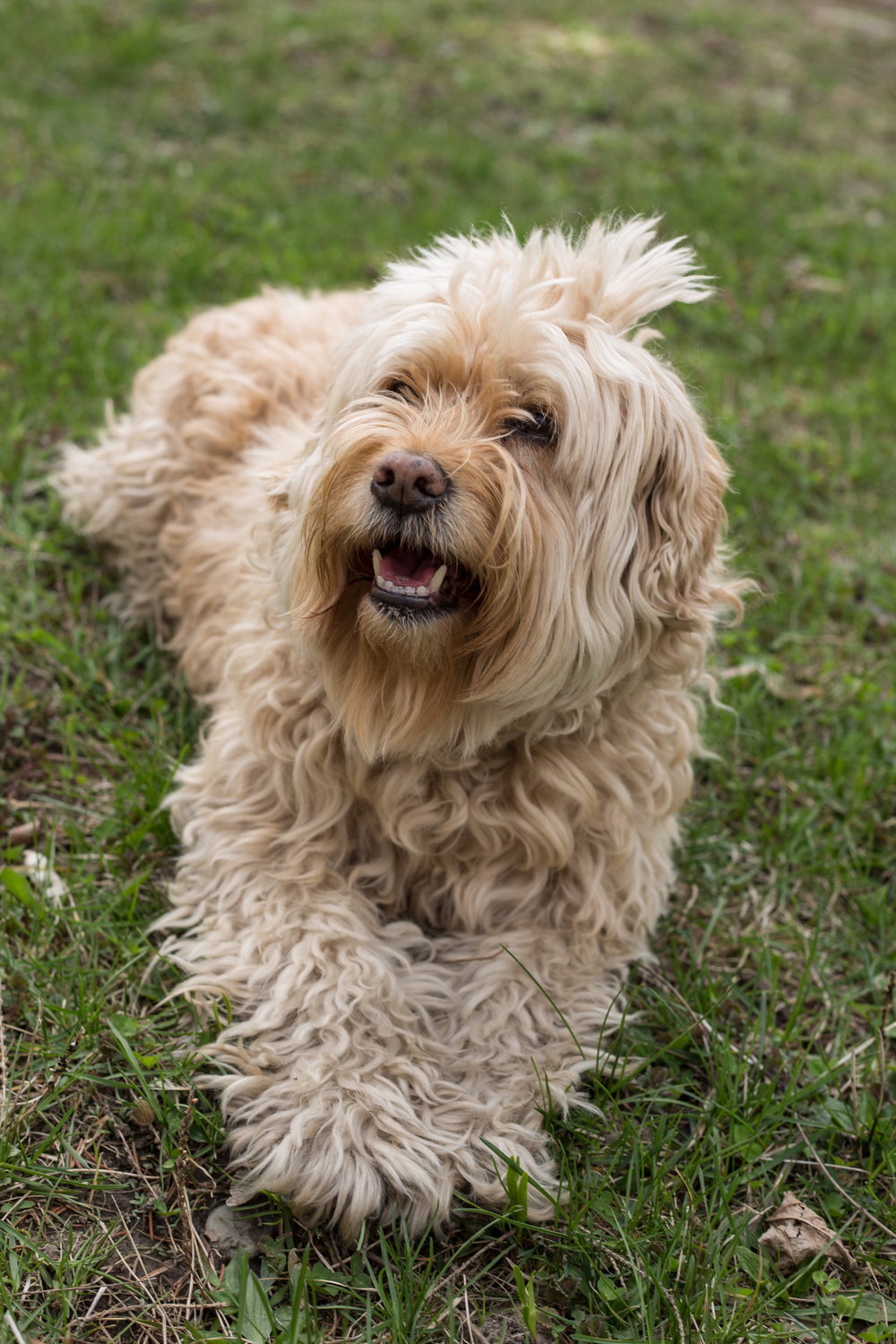 Scruffy dog